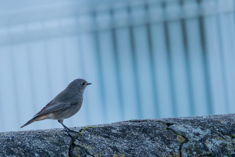 Rougequeue noir femelle